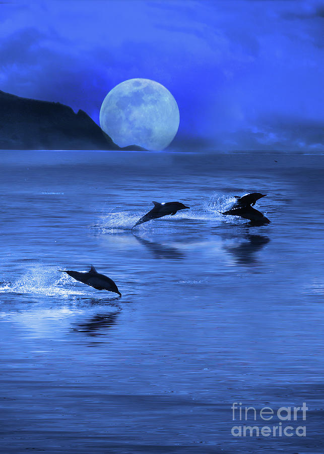 Dolphins and Moon Ocean Seaside Photograph by Stephanie Laird