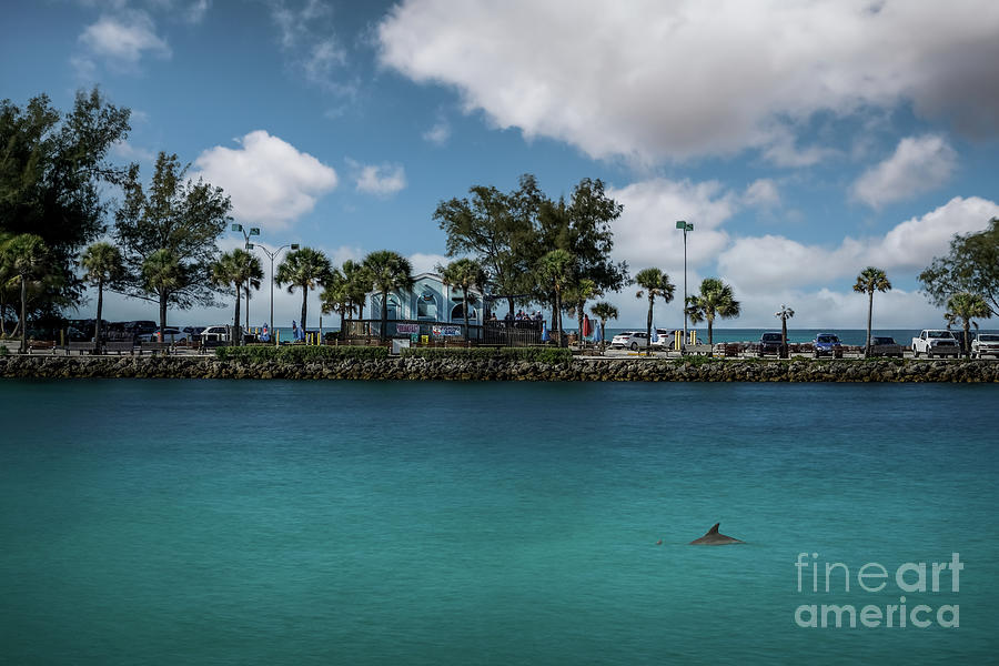Dolphins at the South Jetty, Venice, Florida Photograph by Liesl Walsh