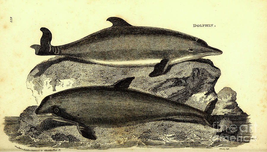 Dolphins By George Shaw q1 Drawing by Historic illustrations