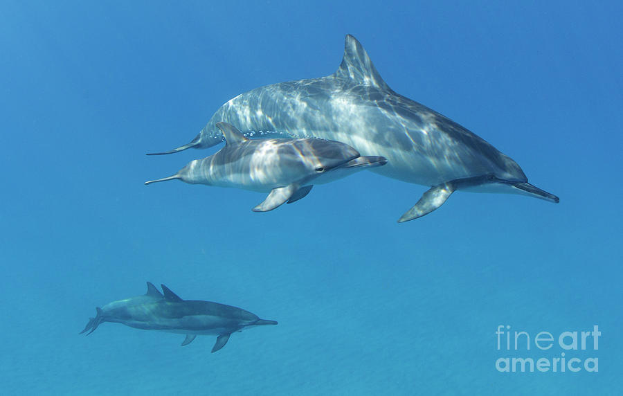 Dolphins Days Photograph by David Olsen