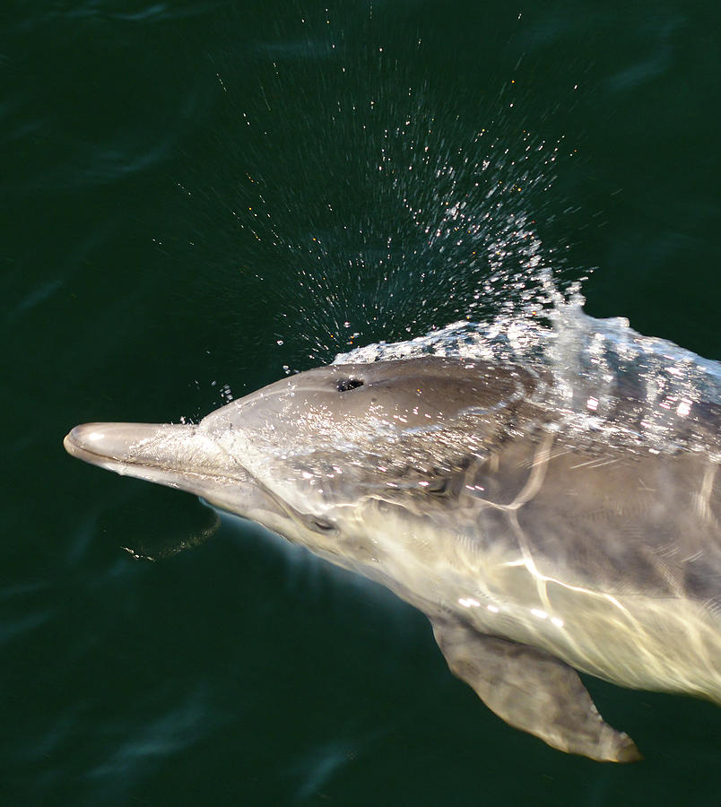 Dolphins Head Ultra Closeup  Photograph by Matt Swinden
