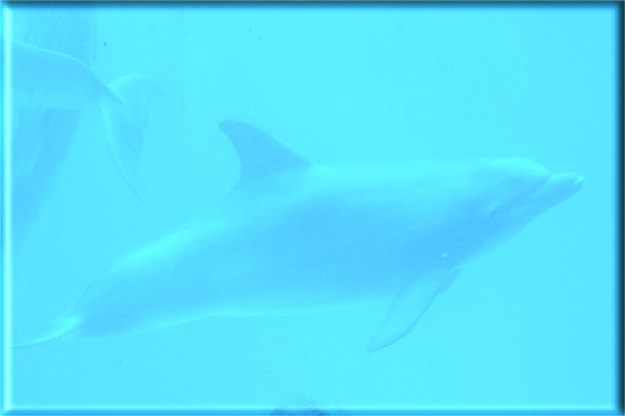 Wildlife Photograph - Dolphins in Blue by Pharris Art