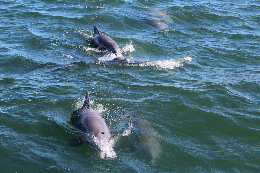 Dolphins In Ocean Port Aransas Texas Photograph By LaVonna Moore | Fine ...