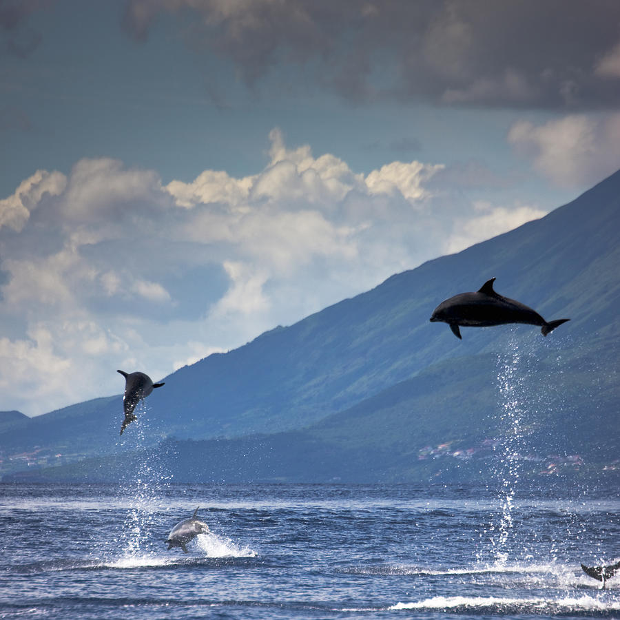 Dolphins Jumping into the Air Photograph by Mlenny