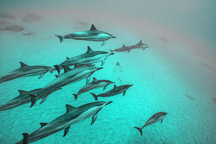 Dolphins  Photograph by Leonardo Dale