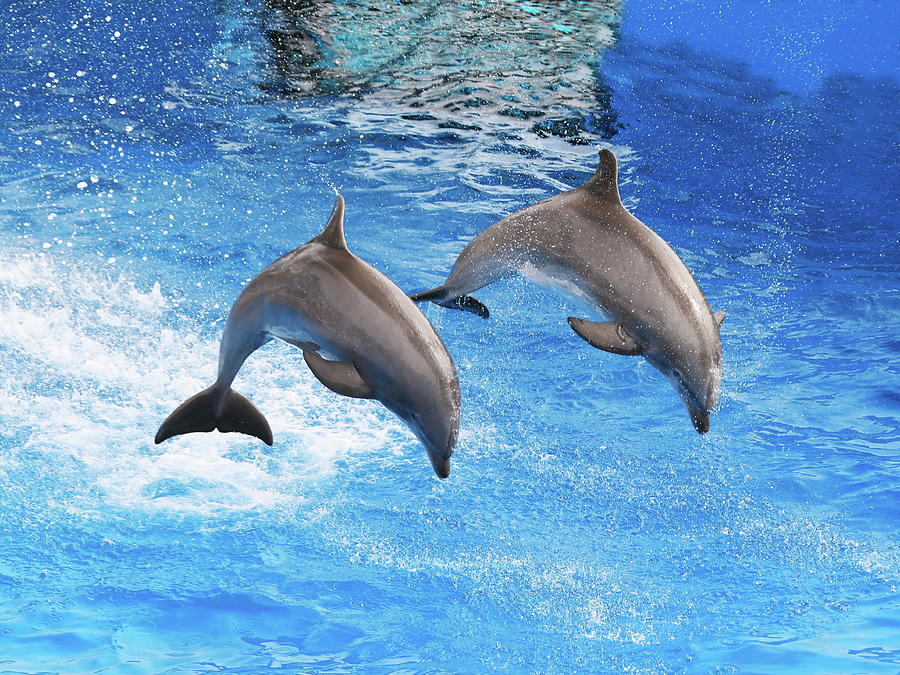 Dolphins out of water in San Diego Photograph by Alex Nikitsin - Fine ...