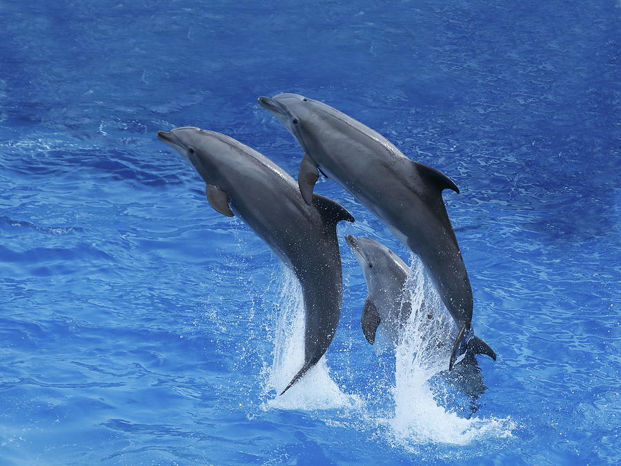 Dolphins Out Of Water In San Diego Pool Photograph By Alex Nikitsin 