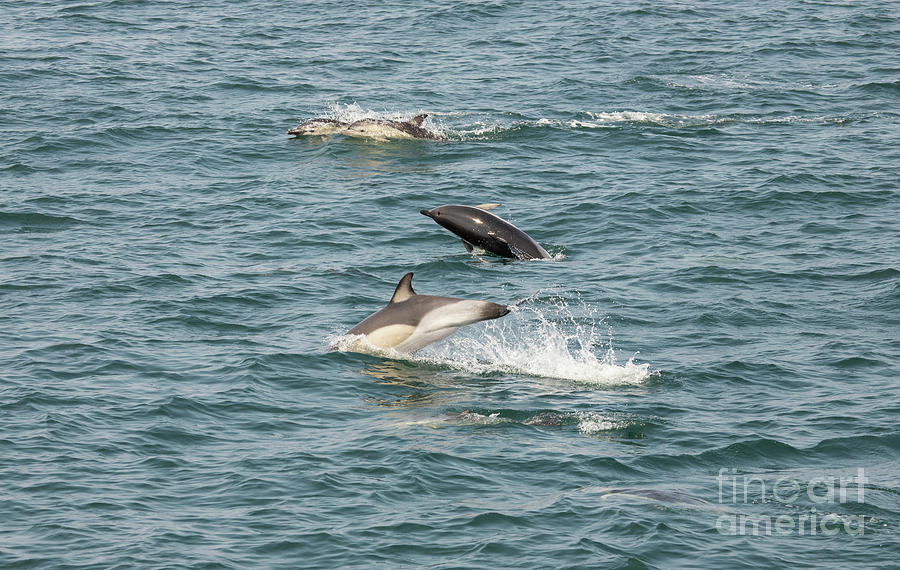 Dolphins Playing Photograph by Jeannette Hunt