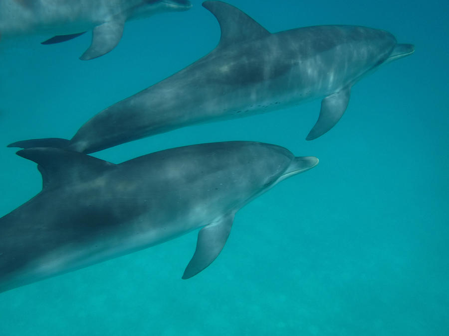 Dolphins Swimming By Photograph by Dan Podsobinski