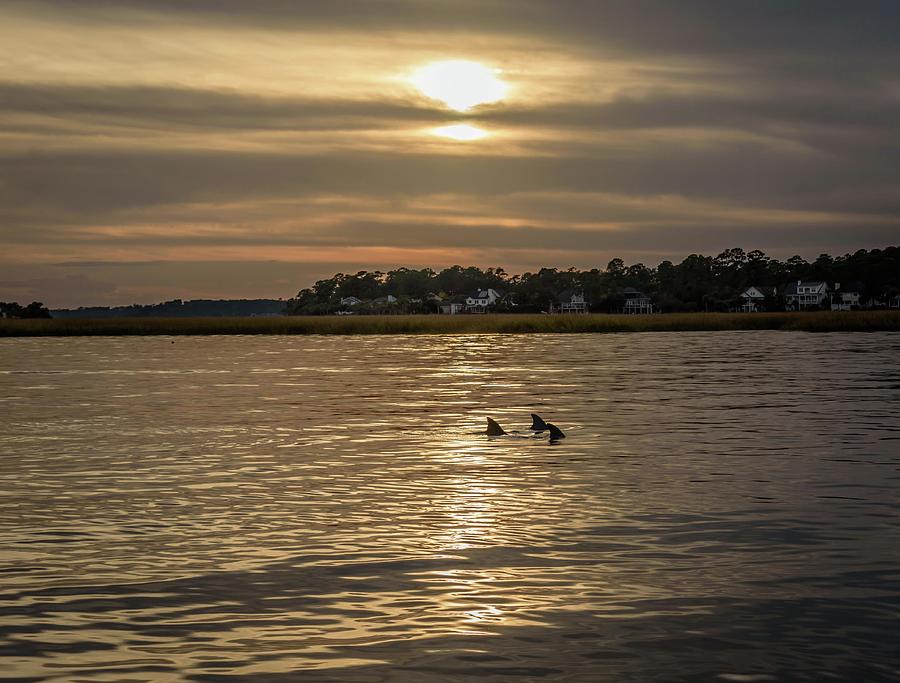 Dolphins Swimming in Silhouette  Photograph by Mark Stephens