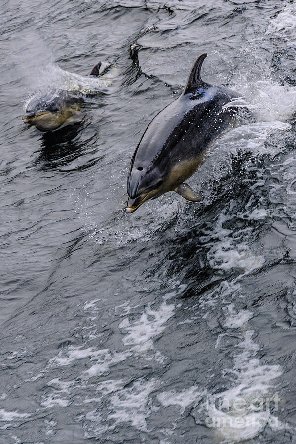 Dolphins Photograph by Werner Padarin Dolphins Photograph by Werner Padarin