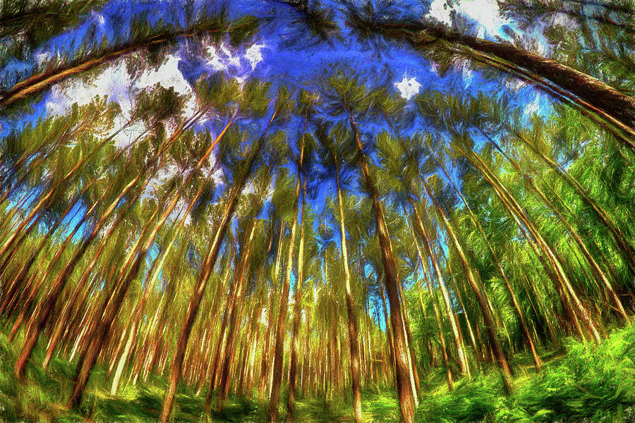 Dome of Arching Trees ap Painting by Dan Carmichael