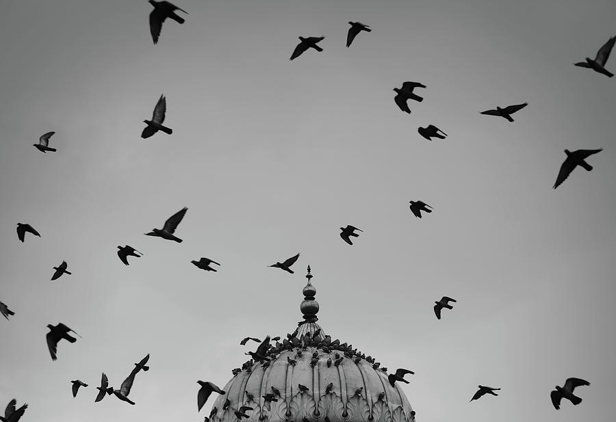 Dome versus Flying Birds Photograph by Prakash Ghai