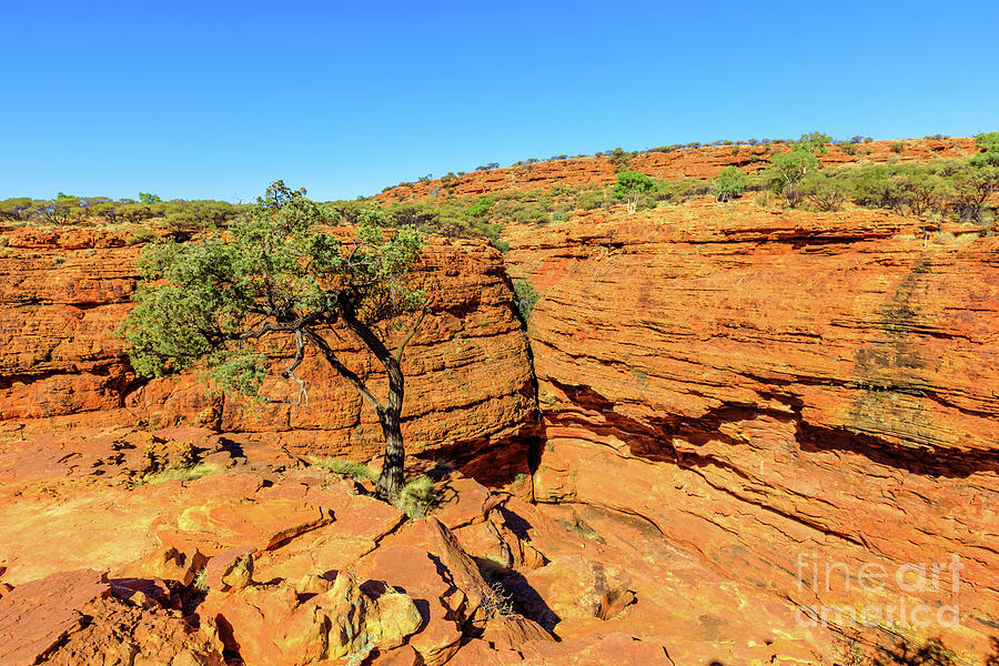 Domes in Watarrka National Park Photograph by Benny Marty