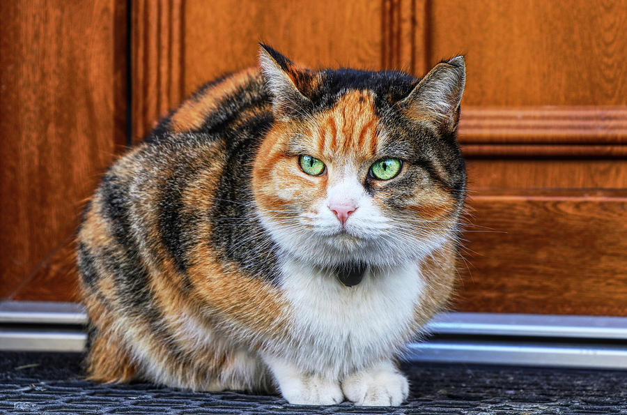 Domestic Angry Cat Sitting In Front Of Entry Door. Kitten Is Pissed Off. Colourful Felis Catus Waiting On Open Door. Angry Cat Face. Green Eye. Cat Has Small Bell Around Neck Photograph