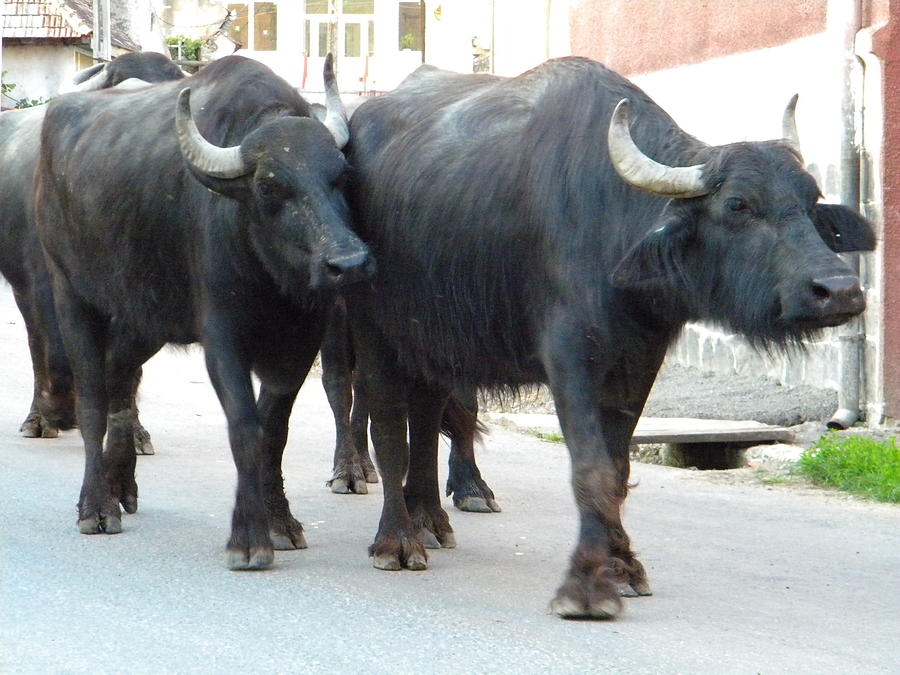 Domestic buffaloes in Racos, Romania Photograph by Manuela Constantin