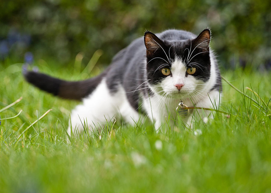 Domestic cat hunting for mice in the garden Photograph by Daugirdas Tomas Racys