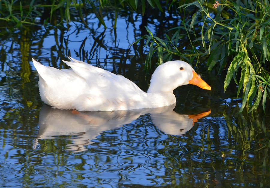 Domestic Duck Photograph by Ally White