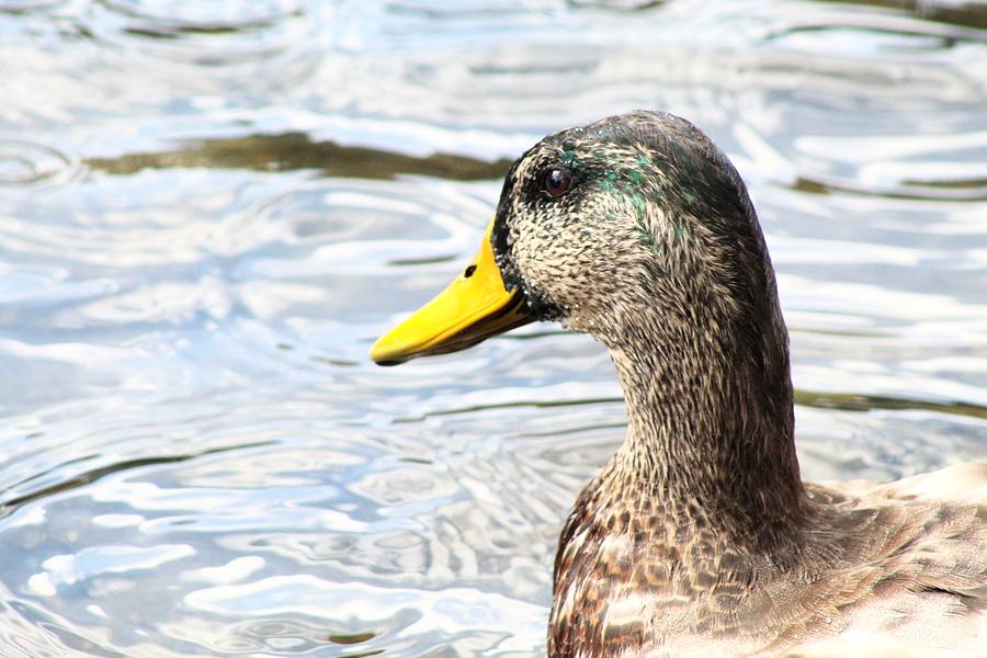 Domestic Duck Photograph by Haylee Hemphill - Fine Art America