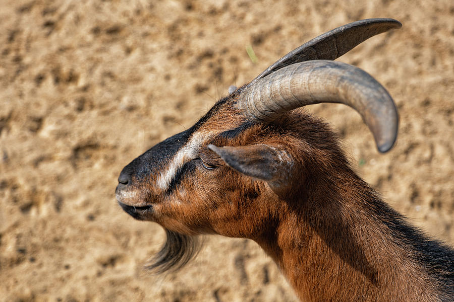 Domestic Goat Portrait Photograph by Artur Bogacki