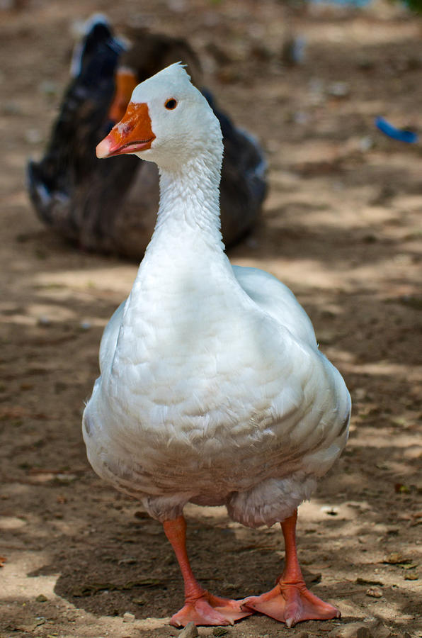 Domestic goose (Anser anser domestica) Photograph by Hermenau