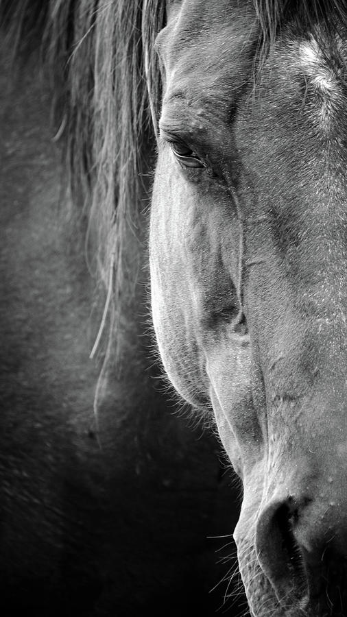 Domestic Horse portrait  Photograph by Mike Fusaro