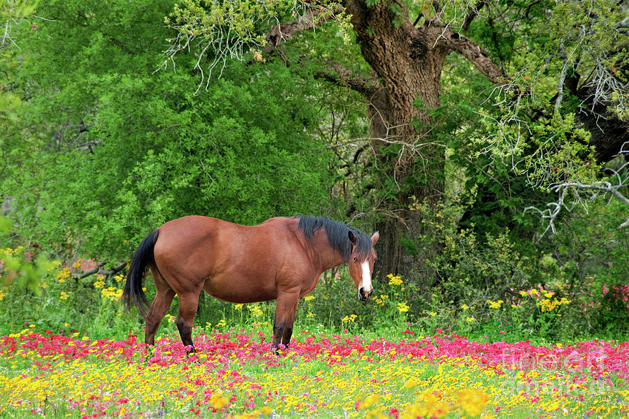 Domestic Horse Wildflower Fields In Texas Photograph by Dave Welling