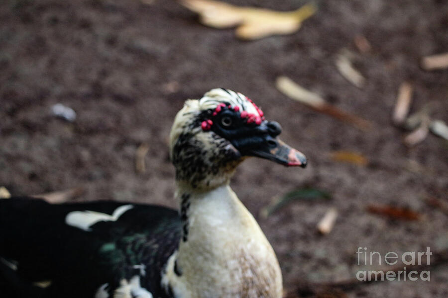 Duck Photograph - Domestic Muscovy duck by Bill Rogers