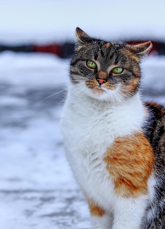 Domestic self-important kitten standing in snow. Arrogant cat face look at camera. Snooty face. Look like a boss. Felis catus show us whole her beauty Photograph by Vaclav Sonnek