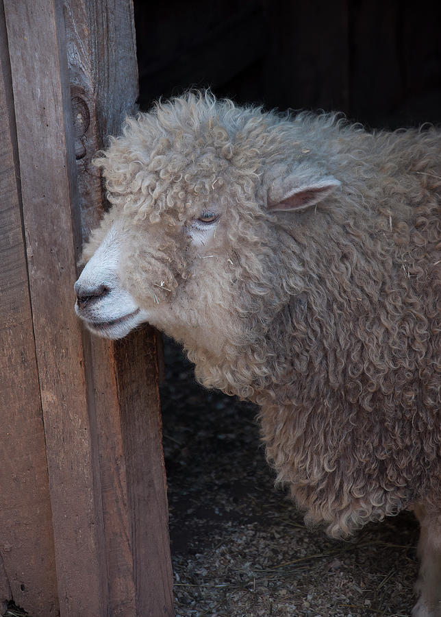 Sheep Photograph - Domestic Sheep 3 by Flees Photos