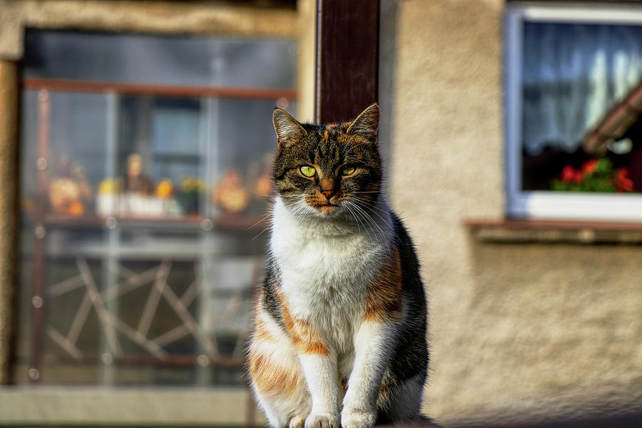 Domestic stylish kitten sitting in the corner. Plump cat watchs some move in garden. Intelligent cute cat. Interesting cat face. Serious Felis catus Photograph by Vaclav Sonnek