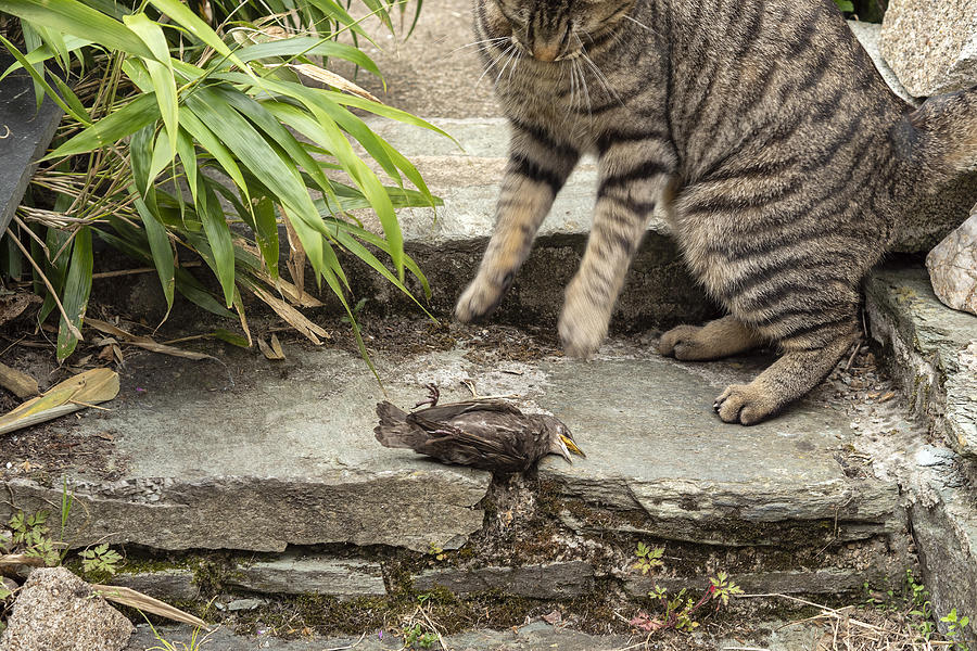 Domestic tabby cat playing with dead bird Photograph by Louise LeGresley