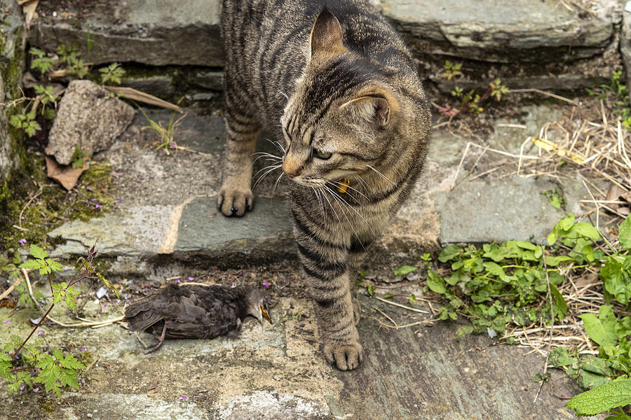 Domestic tabby cat with a bird it has just killed Photograph by Louise LeGresley