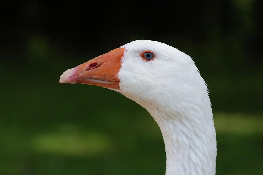 Domestic White Goose Head Close Up Photograph by Scott Lyons