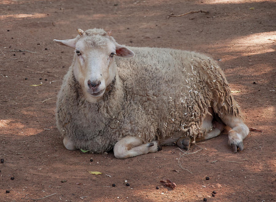 Sheep Photograph - Domesticated Sheep 1 by Flees Photos