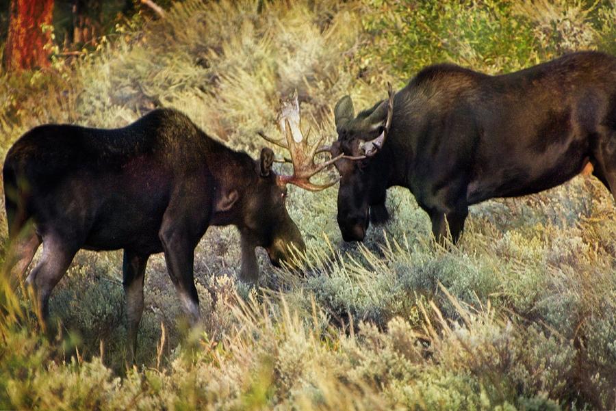 Moose Photograph - Dominance 2 by Marty Koch