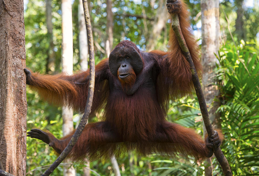 Dominant male Orang Utan in the jungle, wildlife shot Photograph by Guenterguni