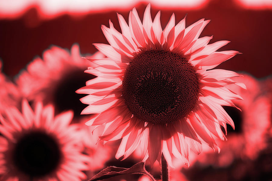 Dominant Sunflower Beauty In Nature Monochromatic Modern Lifestyle Total Red Monochromatic Art Digital Art By Flavio Vieri ✓ free for commercial use ✓ high quality images. dominant sunflower beauty in nature monochromatic modern lifestyle total red monochromatic art by flavio vieri