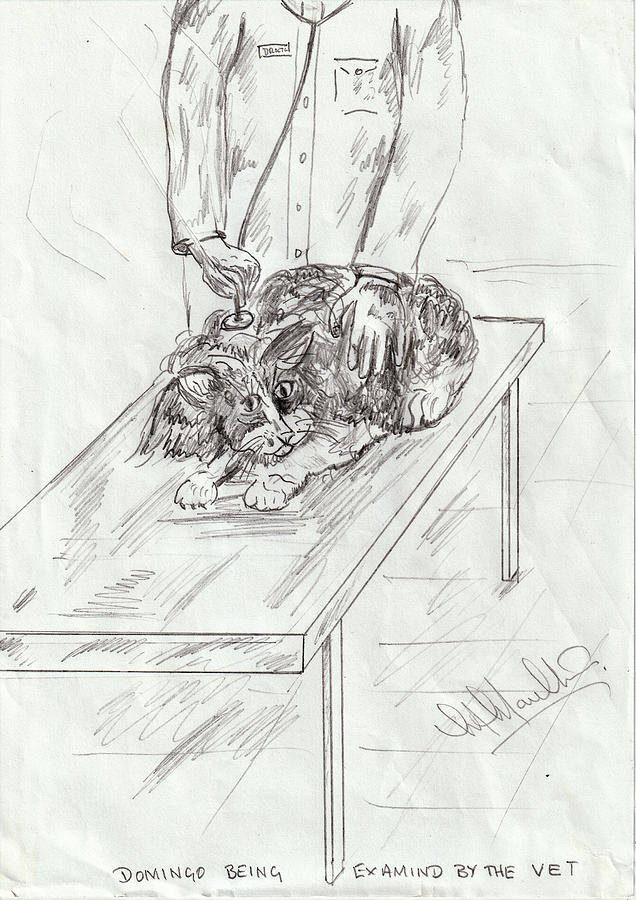 Domingo Gets Her Inoculations From The Vet Drawing by Mackenzie Moulton