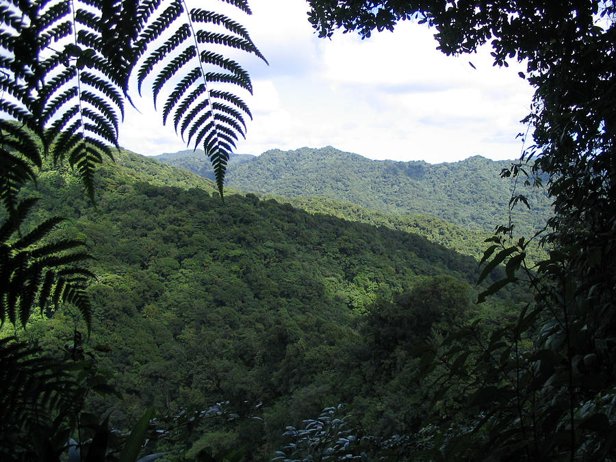 Dominica Rainforest Photograph by GHotson