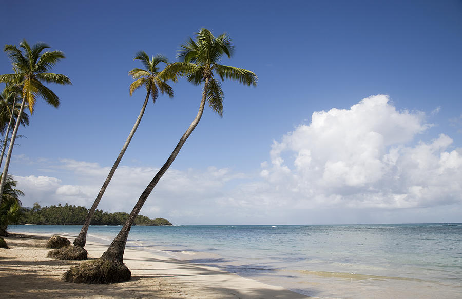 Dominican Republic, Puerto Plata, palm trees on beach Photograph by Buena Vista Images