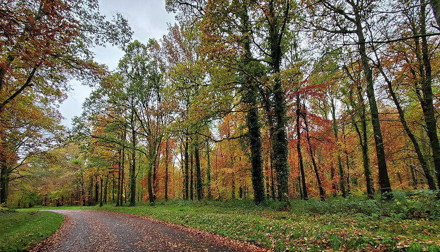 Donadea Forest Park in Autumn Photograph by Semmick Photo