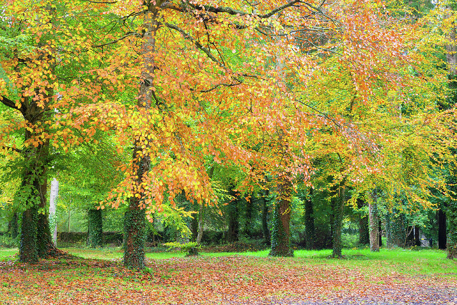 Donadea Forest Park Ireland Photograph by Semmick Photo - Pixels