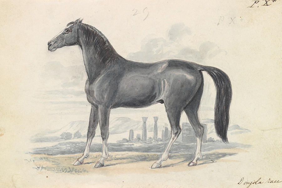 Dongola Horse Drawing by Charles Hamilton Smith