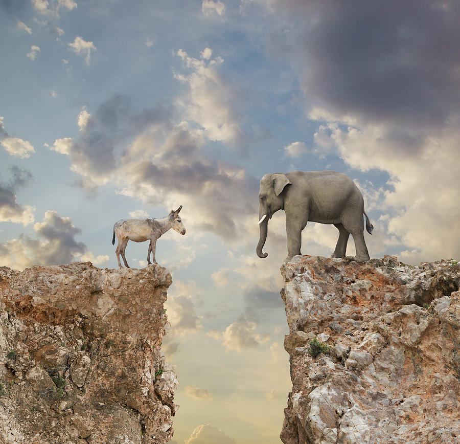 Donkey and elephant separated by gap in cliff Photograph by John M Lund Photography Inc