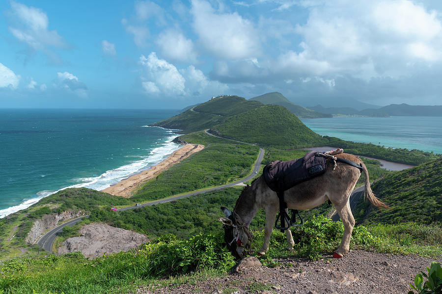 Donkey At Timothy Hill Overlook In St. Kitts Photograph