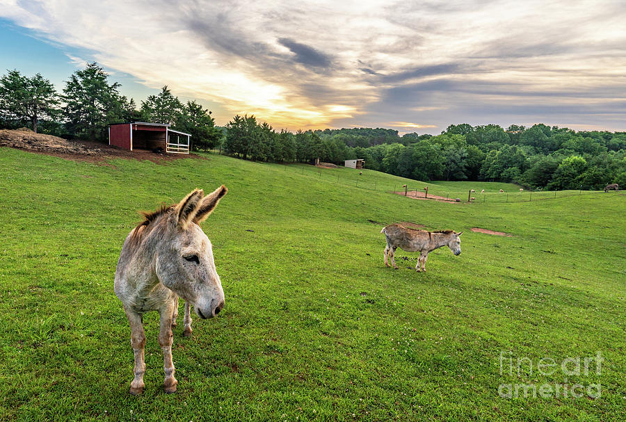 Donkey Photograph by Brian Kamprath