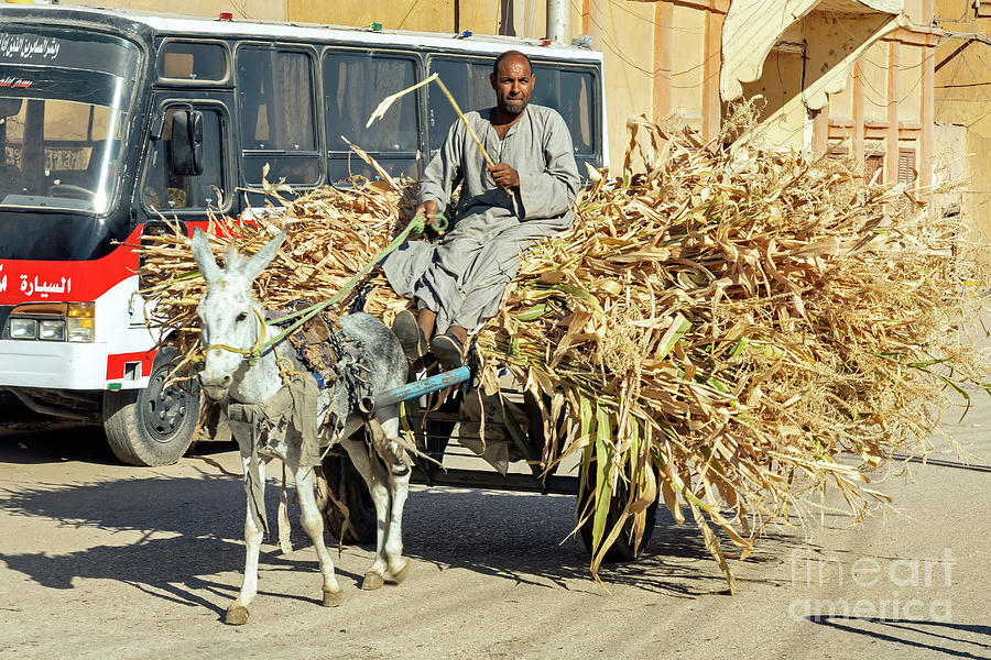 Donkey Cart Photograph by Tom Watkins PVminer pixs
