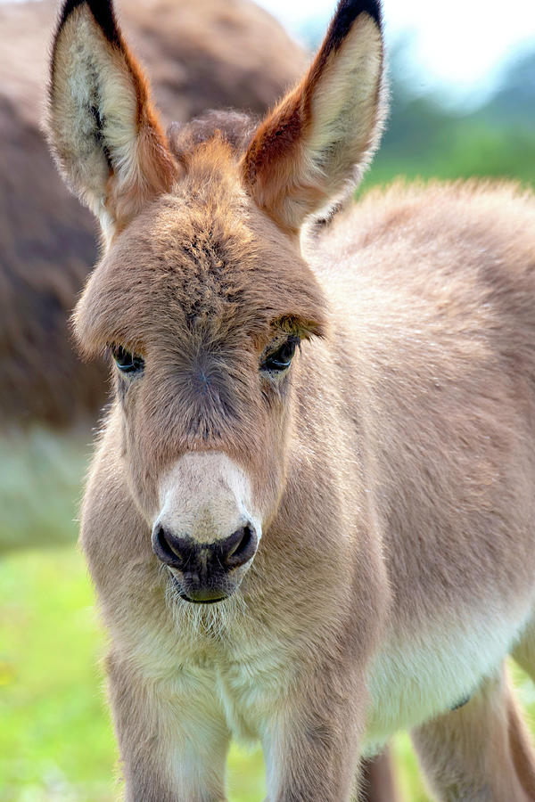 Donkey Foal Photograph by Jacky Parker - Pixels