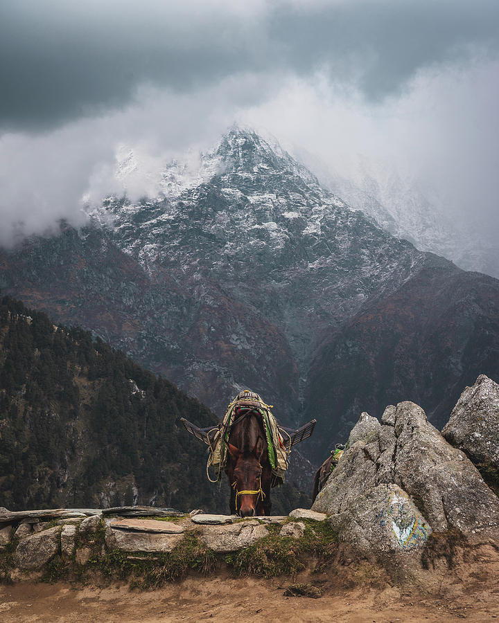 Donkey Photograph - Donkey In Dharamsala by Julius Thomas Donkey Photograph - Donkey In Dharamsala by Julius Thomas
